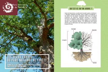 GUIDE ARBRES © PARC NATIONAL DE FORETS