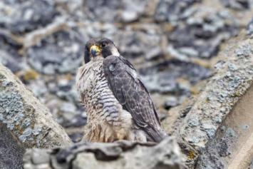 Couverture guide LPO © David Tipling