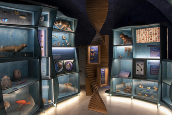 Salle1-1. Musée d'histoire naturelle de Besançon © Musée d'histoire naturelle de Besançon