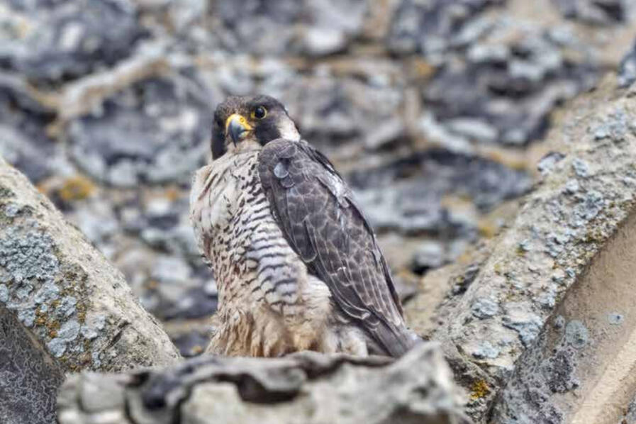 Couverture guide LPO © David Tipling